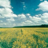 Купчасті хмари