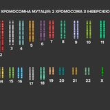 Хромосомна мутація - інверсія