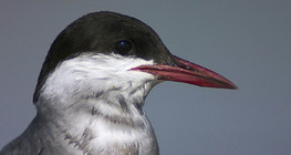 Крячок білощокий