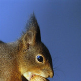 Білка гризе горіхи