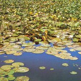 Плаваючі на поверхні воді рослини