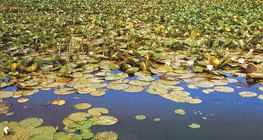 Плаваючі на поверхні воді рослини