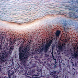 Поперечний переріз шкіри з пальця людини з рецепторами