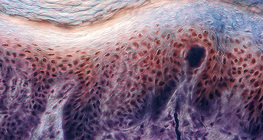 Поперечний переріз шкіри з пальця людини з рецепторами