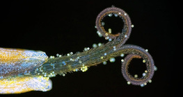 Пилок на рильці кульбаби лікарської (в ультрафіолетовому світлі)