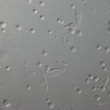 Червоні кров'яні клітини личинки дрозофіли