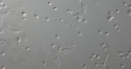 Червоні кров'яні клітини личинки дрозофіли