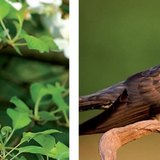 Соловейко, зозуля