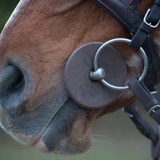 Вуздечка в роті коня