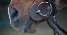 Вуздечка в роті коня