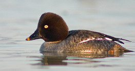 Гоголь (самиця)