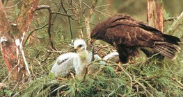 Канюк годує пташенят