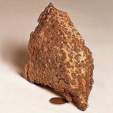 Вапняковий риф