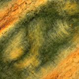 Складки шкіри пальця людини в поляризованому світлі