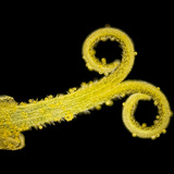 Пилок на рильці кульбаби лікарської (без світла, темний фон)