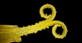 Пилок на рильці кульбаби лікарської (без світла, темний фон)