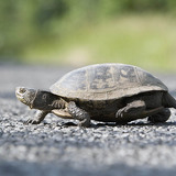 Болотна черепаха європейська