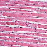 М'язова тканина