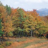 Листяний ліс восени