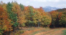 Листяний ліс восени