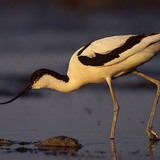 Pied avocet