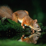 Білка п'є воду