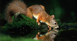 Білка п'є воду