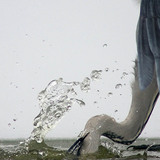 Риболовля чаплі сірої