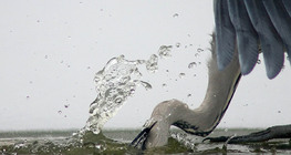 Риболовля чаплі сірої