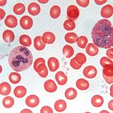 Тканина крові