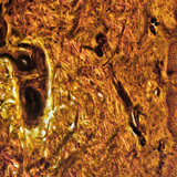 Поперечний переріз шкіри з пальця людини