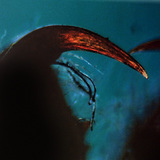 Хеліцери павука з отрутою в кігті