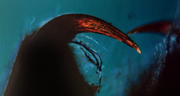 Хеліцери павука з отрутою в кігті