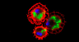 Кров'яні клітини дрозофіли (червоні) і захоплені ними бактерії (зеленого кольору)