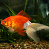 Золота рибка