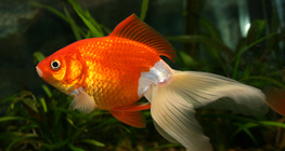 Золота рибка