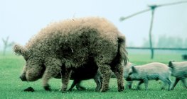Мангалиця