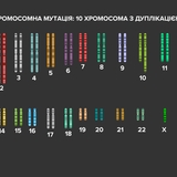 Хромосомна мутація - дуплікація