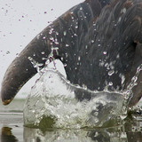 Риболовля чаплі сірої