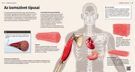 Muscle Tissues