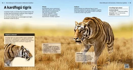 Sabre-toothed Cat