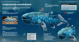 West Indian Ocean Coelacanth