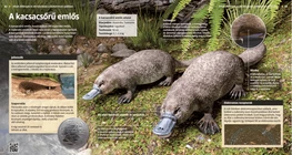 Platypus