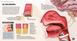 The Mechanism of Taste Reception