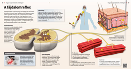The Withdrawal Reflex