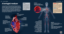 The Circulatory System