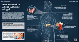 The Hormonal System – Endocrine glands