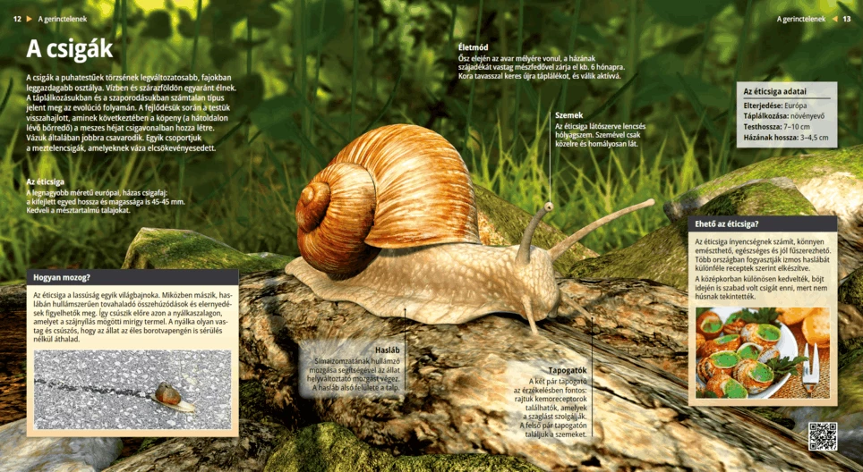 Gastropods: Slow and Slimey