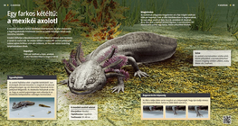 The Axolotl: An Oddball Amphibian