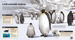 Penguins: Swimmers of the South